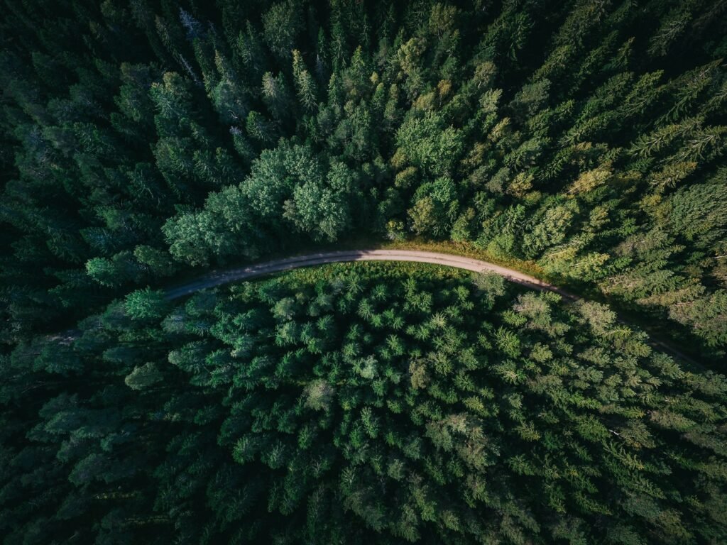 Aerial view of a road through a pine forest