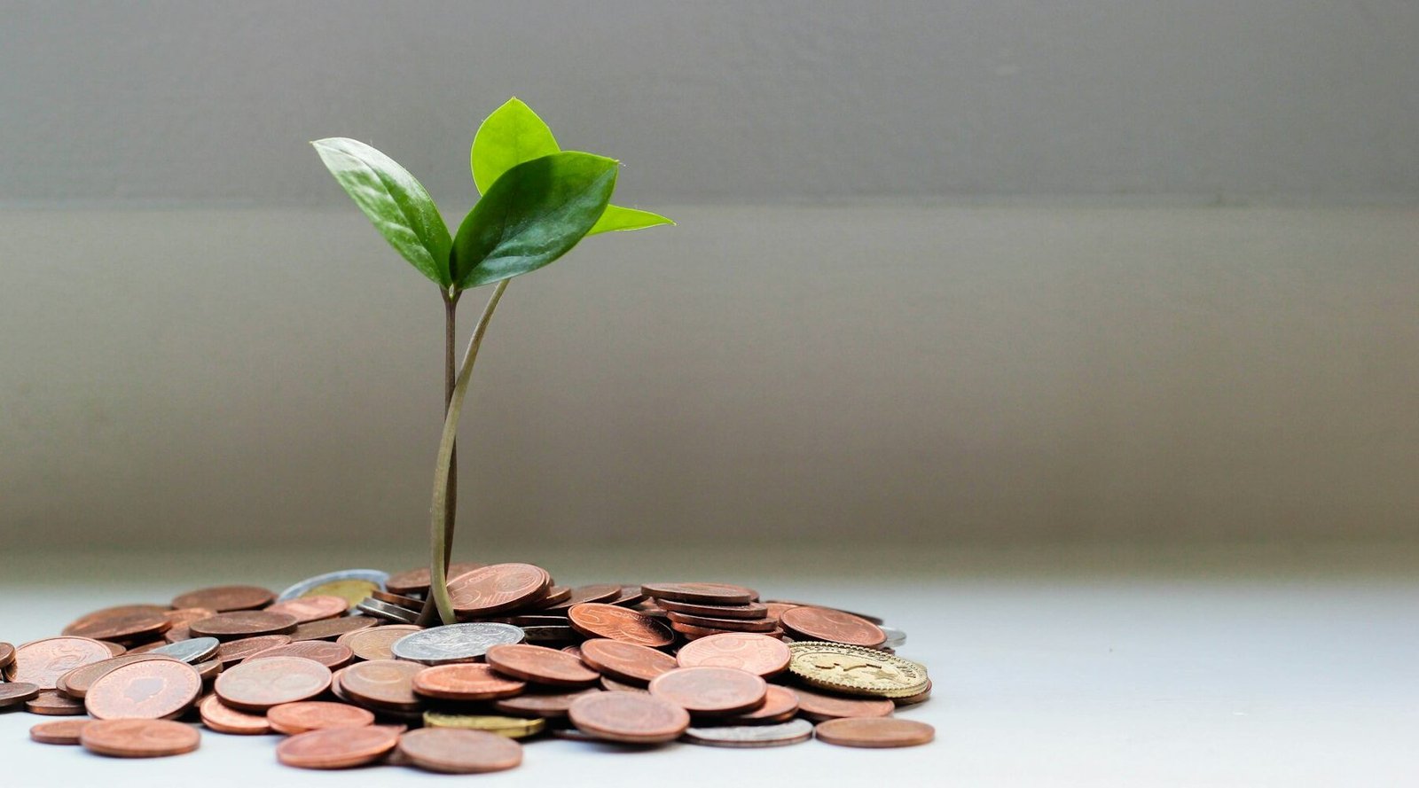 Small plant growing from a pile of coins, a symbol of travel savings